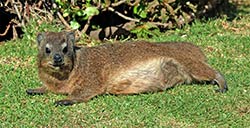 Ein Klippschliefer oder Dassie genannt.
